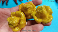 White Hot Lime - Pepper Seeds - White Hot Peppers